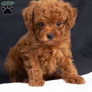 Amber, Toy Poodle Puppy